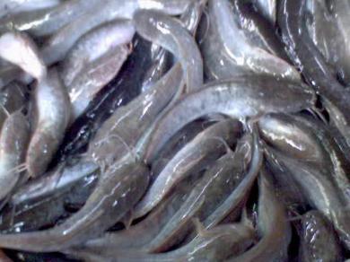 Panduan Cara Ternak Budidaya Ikan Lele Dan Langkah Langkahnya
